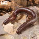 ug_chocolate_desert_millipede_3.jpg