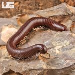 ug_chocolate_desert_millipede_2.jpg
