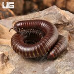 ug_chocolate_desert_millipede_1.jpg