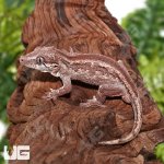 ug_Adult_Striped_Gargoyle_Gecko_3.jpg
