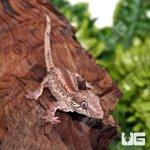ug_Adult_Striped_Gargoyle_Gecko_4.jpg