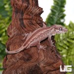 ug_Adult_Striped_Gargoyle_Gecko_2.jpg