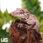 ug_Adult_Striped_Gargoyle_Gecko_1.jpg