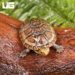 ug_White_lipped_mud_turttle_5.jpg