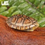 ug_White_lipped_mud_turttle_4.jpg