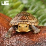ug_White_lipped_mud_turttle_3.jpg