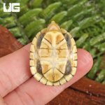 ug_White_lipped_mud_turttle_2.jpg