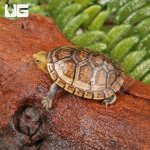 ug_White_lipped_mud_turttle_1.jpg