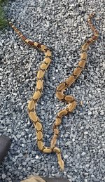 IMG_8870.jpeg