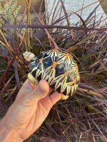 IMG_6538.jpeg