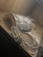 IMG_7297.jpeg