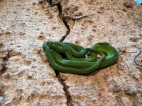 2025 Hatch Female Green Bush Rat Snake - 1.jpg