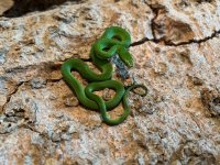 2025 Hatch Male Green Bush Rat Snake - 1.jpg