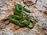 2025 Hatch Male Green Bush Rat Snake - 2.jpg