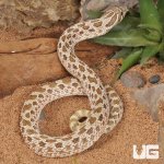 ug_Adult Male Arctic Het Albino Hognose Snake_4.jpg