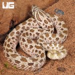 ug_Adult Male Arctic Het Albino Hognose Snake_3.jpg