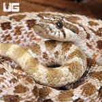 ug_Adult Male Arctic Het Albino Hognose Snake_2.jpg