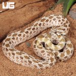 ug_Adult Male Arctic Het Albino Hognose Snake_1.jpg