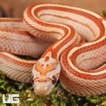 ug_Baby_Ultra-Mel_Tessera_Cornsnake_4.jpg