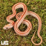ug_Baby_Ultra-Mel_Tessera_Cornsnake_3.jpg