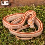 ug_Baby_Ultra-Mel_Tessera_Cornsnake_2.jpg