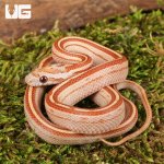 ug_Baby_Ultra-Mel_Tessera_Cornsnake_1.jpg