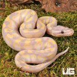 ug_Baby_Super_Banana_Enchi_Het_Pied_Ball_Python_4.jpg