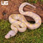 ug_Baby_Super_Banana_Enchi_Het_Pied_Ball_Python_3.jpg