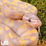 ug_Baby_Super_Banana_Enchi_Het_Pied_Ball_Python_2.jpg