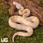 ug_Baby_Super_Banana_Enchi_Het_Pied_Ball_Python_1.jpg