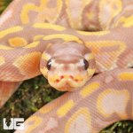 ug_Baby_Super_Banana_Leopard_Het_Pied_Ball_Python_4.jpg