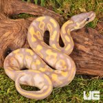 ug_Baby_Super_Banana_Leopard_Het_Pied_Ball_Python_3.jpg