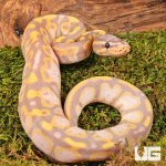 ug_Baby_Super_Banana_Leopard_Het_Pied_Ball_Python_2.jpg