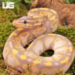 ug_Baby_Super_Banana_Leopard_Het_Pied_Ball_Python_1.jpg