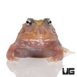 ug_mutant_clown_unicorn_pacman_frog_4.jpg