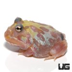 ug_mutant_clown_unicorn_pacman_frog_3.jpg