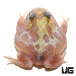 ug_mutant_clown_unicorn_pacman_frog_2.jpg