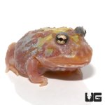 ug_mutant_clown_unicorn_pacman_frog_1.jpg