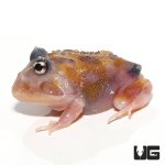 ug_mutant_copper_translucent_pacman_frog_5.jpg