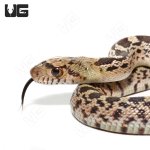 ug_cb_sonoran_gopher_hatched_4.jpg