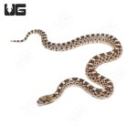 ug_cb_sonoran_gopher_hatched_3.jpg