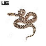 ug_cb_sonoran_gopher_hatched_1.jpg