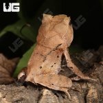 ug_Perak_Horned_Frog_4.jpg