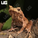 ug_Perak_Horned_Frog_3.jpg