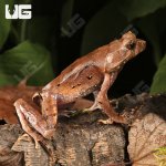 ug_Perak_Horned_Frog_2.jpg