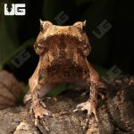 ug_Perak_Horned_Frog_1.jpg
