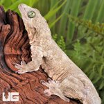 ug_Short_tailed_dtella_(Gecko)_6.jpg