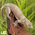 ug_Short_tailed_dtella_(Gecko)_5.jpg