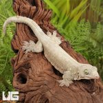 ug_Short_tailed_dtella_(Gecko)_3.jpg