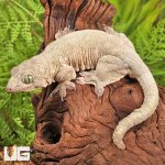 ug_Short_tailed_dtella_(Gecko)_2.jpg
